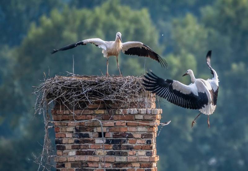 Expert Chimney Animal Removal in Euless, TX Professional Chimney Animal Removal Services in Euless, Texas