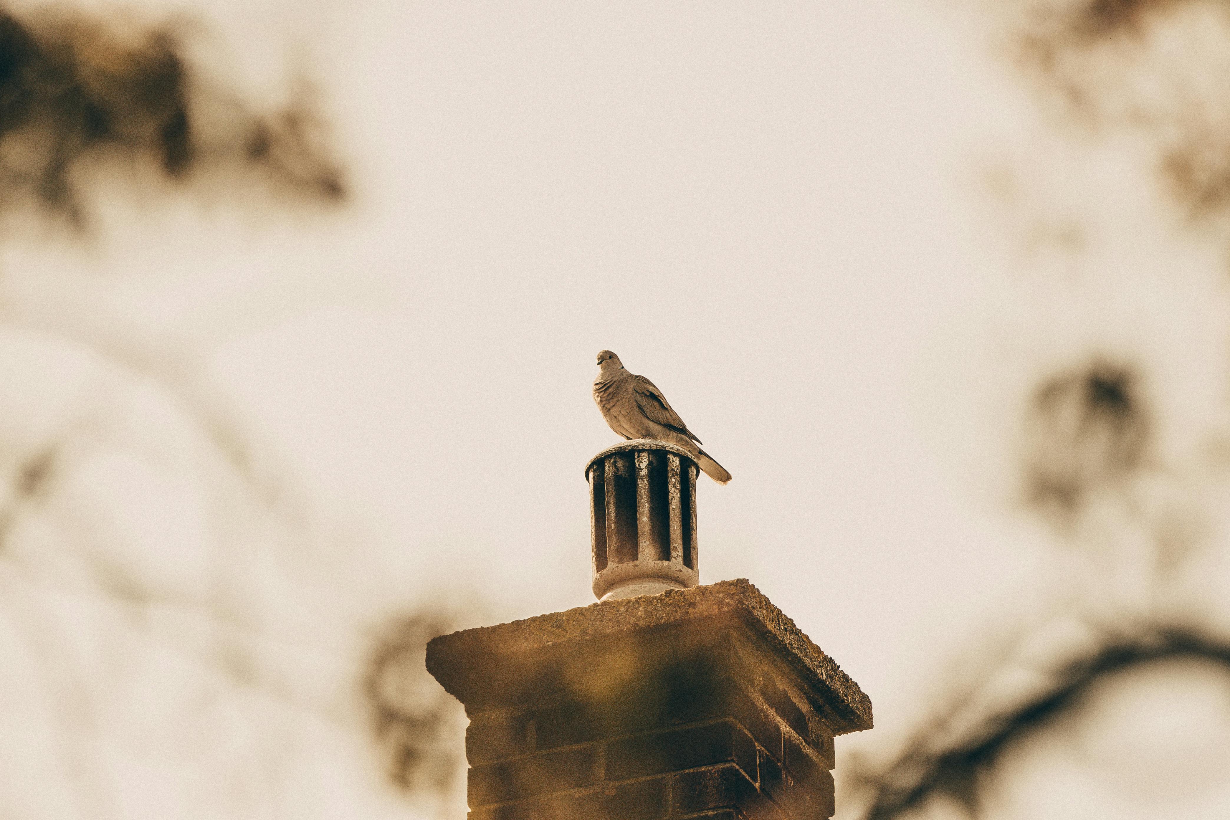 Professional Chimney Cap Installation Services in Euless, TX Expert Chimney Cap Installation in Euless, Texas